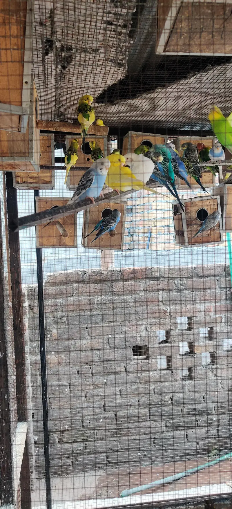 budgie parrots — photo 3