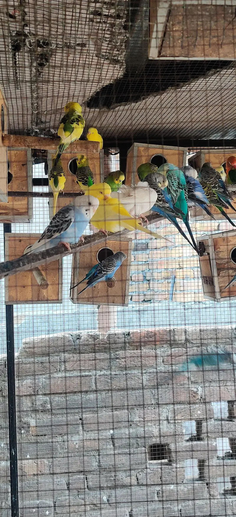 budgie parrots — photo 4