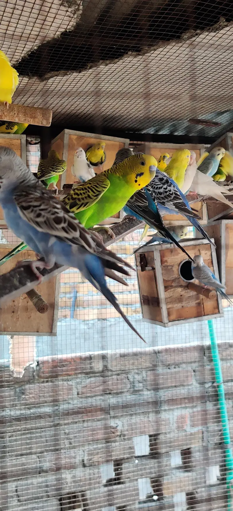 budgie parrots — photo 5