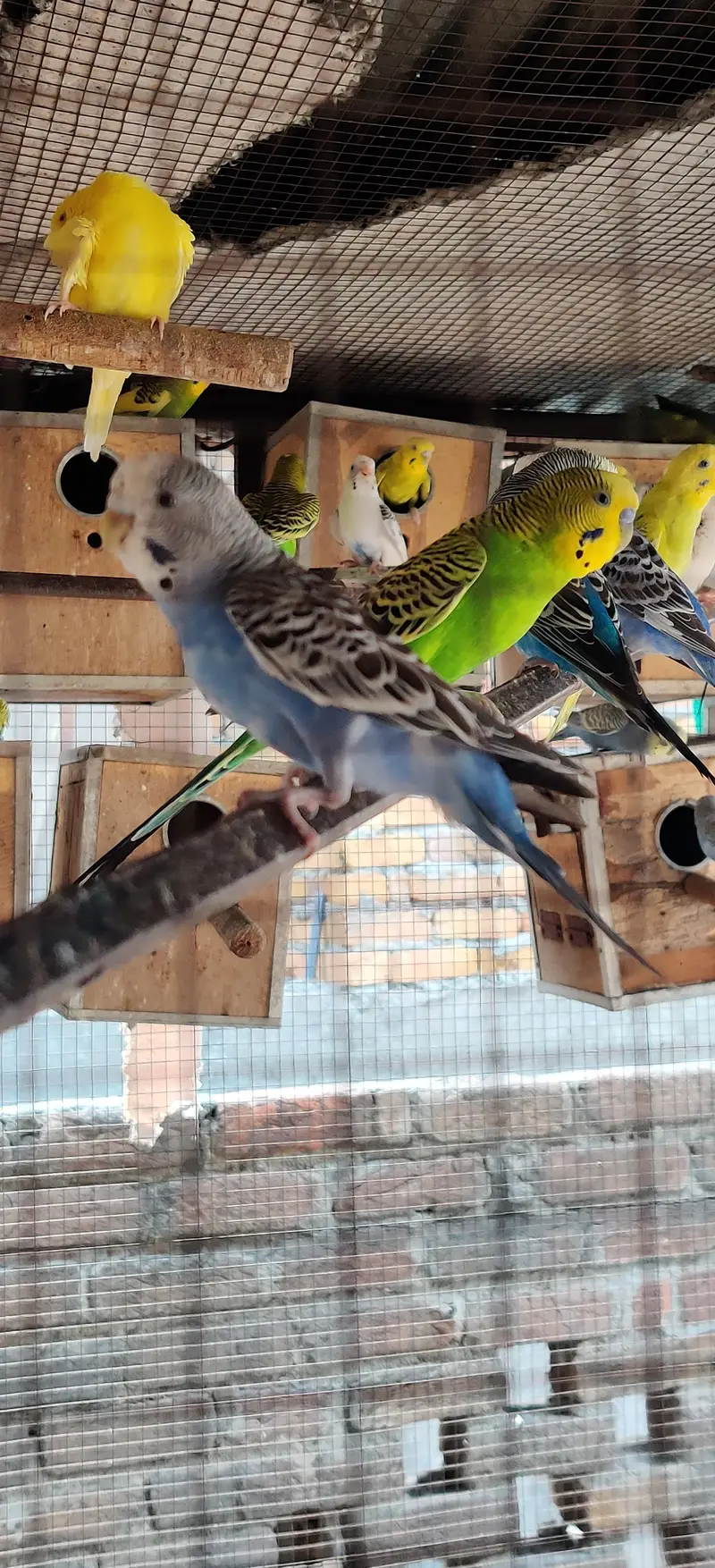 budgie parrots — photo 6