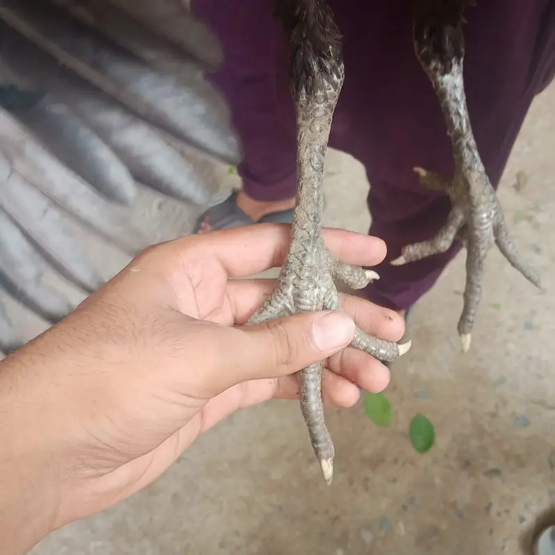 Aseel thai — photo 3