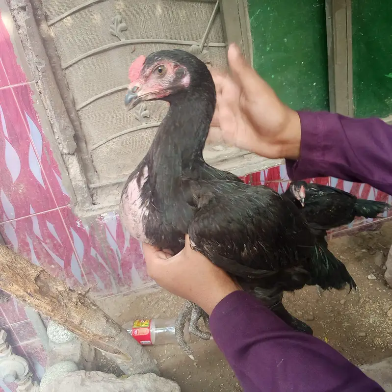 Aseel thai — photo 4
