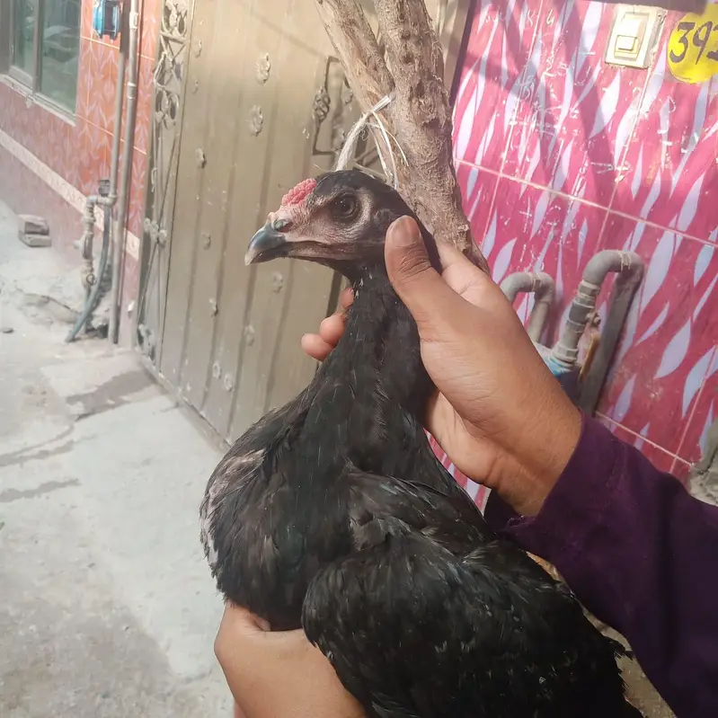 Aseel thai — photo 5