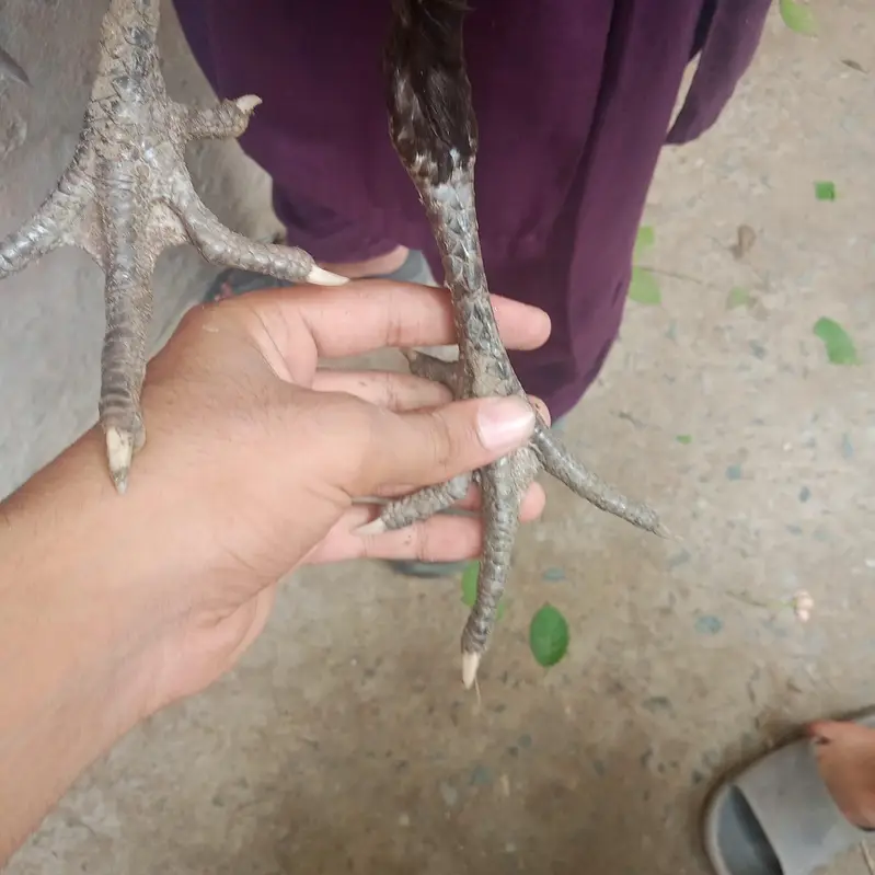 Aseel thai — photo 8