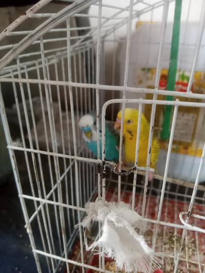 Australian Budgies Pair with Cage – Healthy & Active