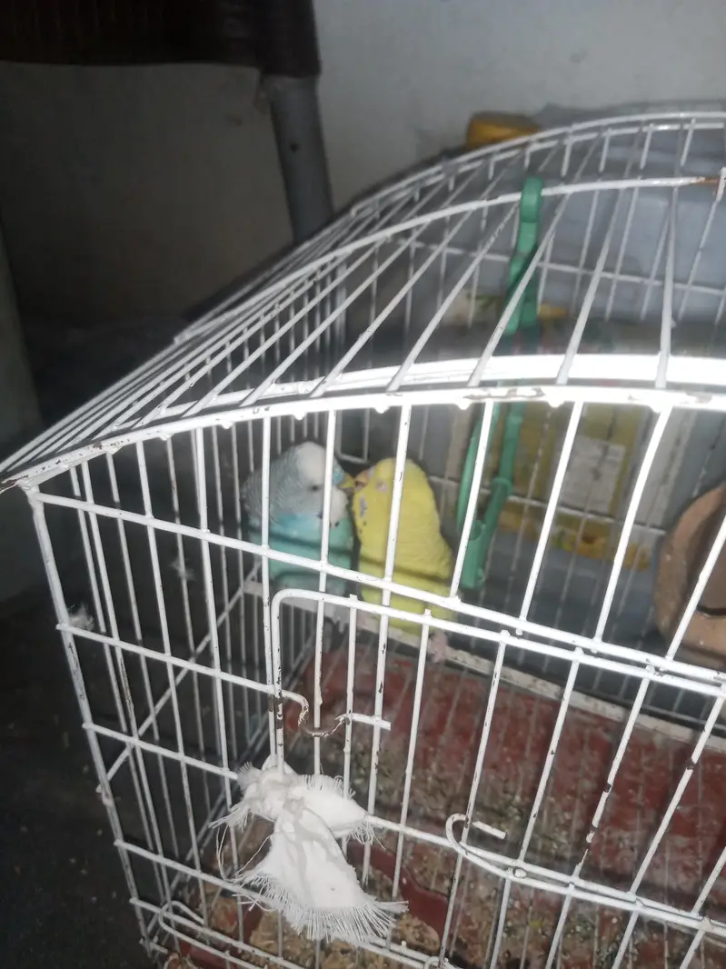 Australian Budgies Pair with Cage – Healthy & Active — photo 2