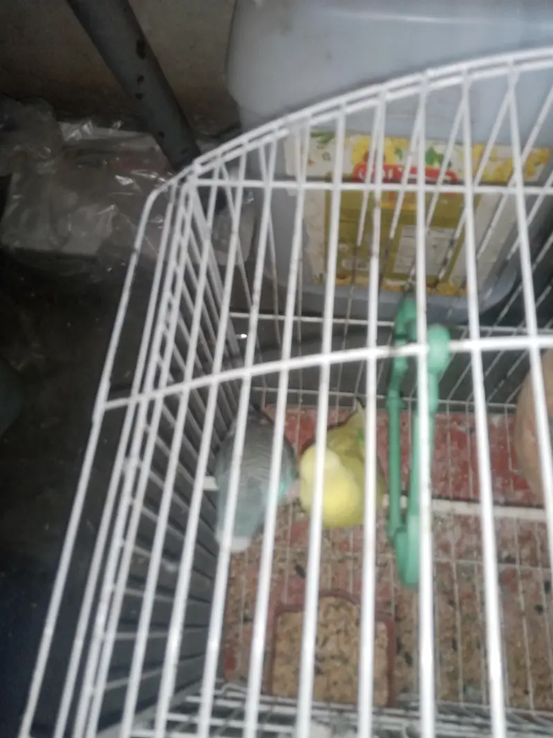 Australian Budgies Pair with Cage – Healthy & Active — photo 3