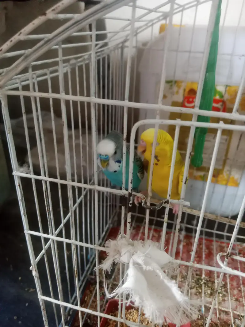 Australian Budgies Pair with Cage – Healthy & Active — photo 5