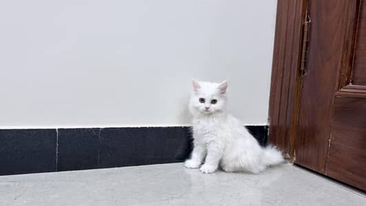 Persian Triple Coated Kitten