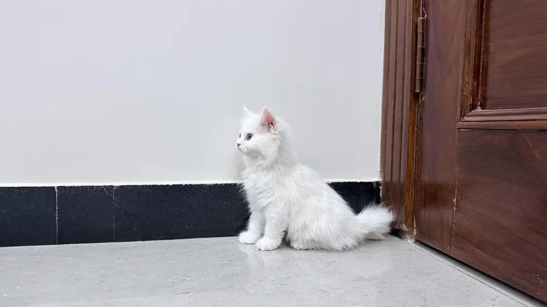 Persian Triple Coated Kitten — photo 2