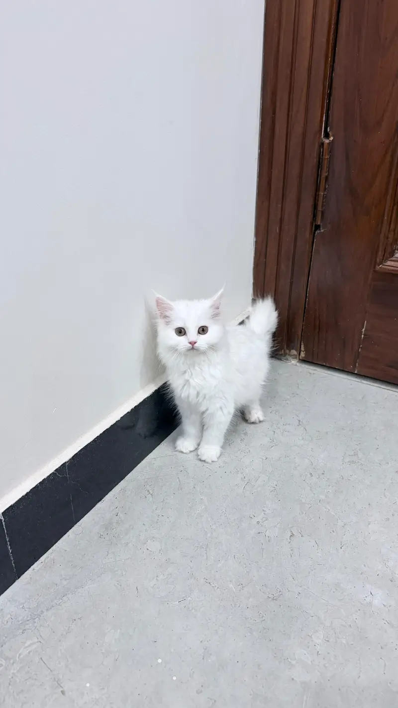 Persian Triple Coated Kitten — photo 3