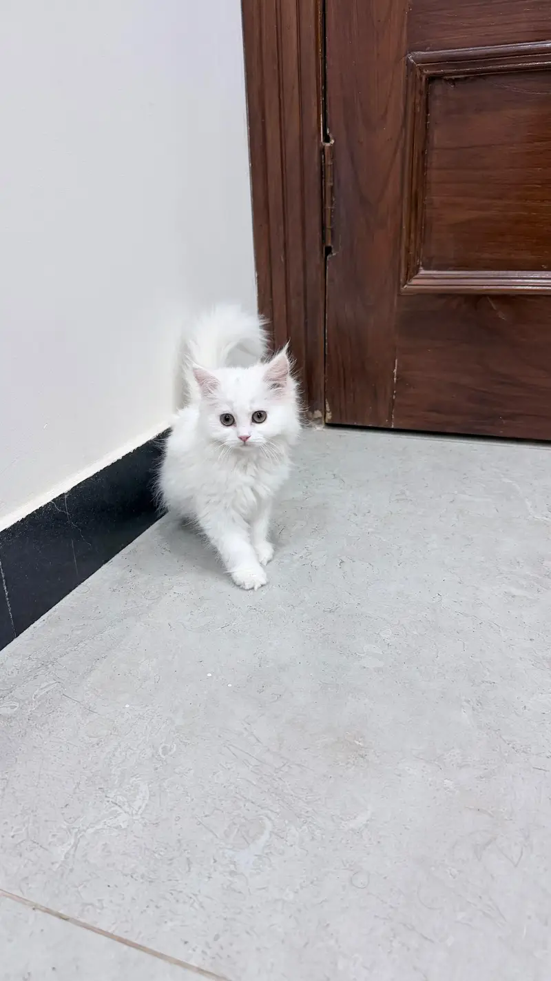 Persian Triple Coated Kitten — photo 4