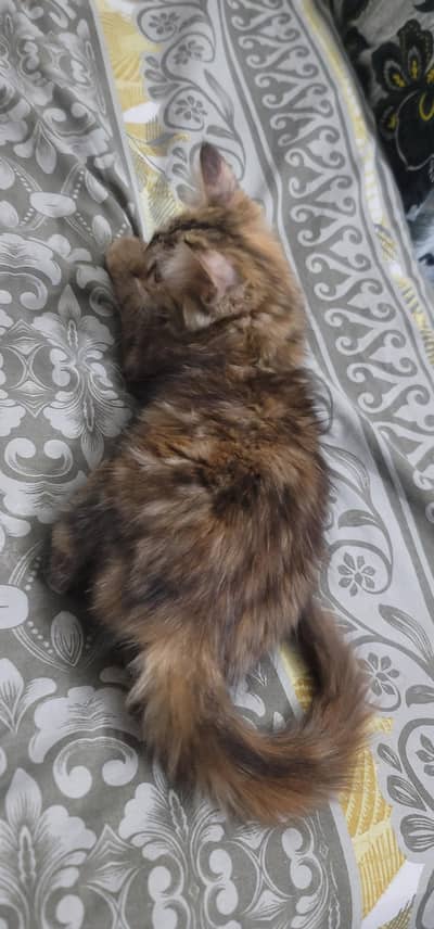 kitten