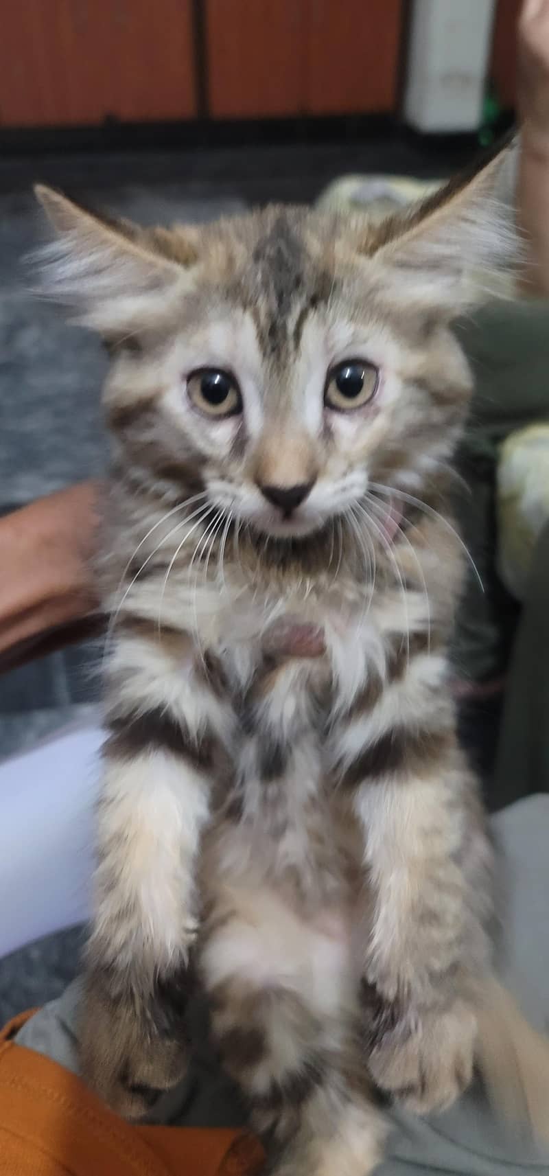 kitten 1