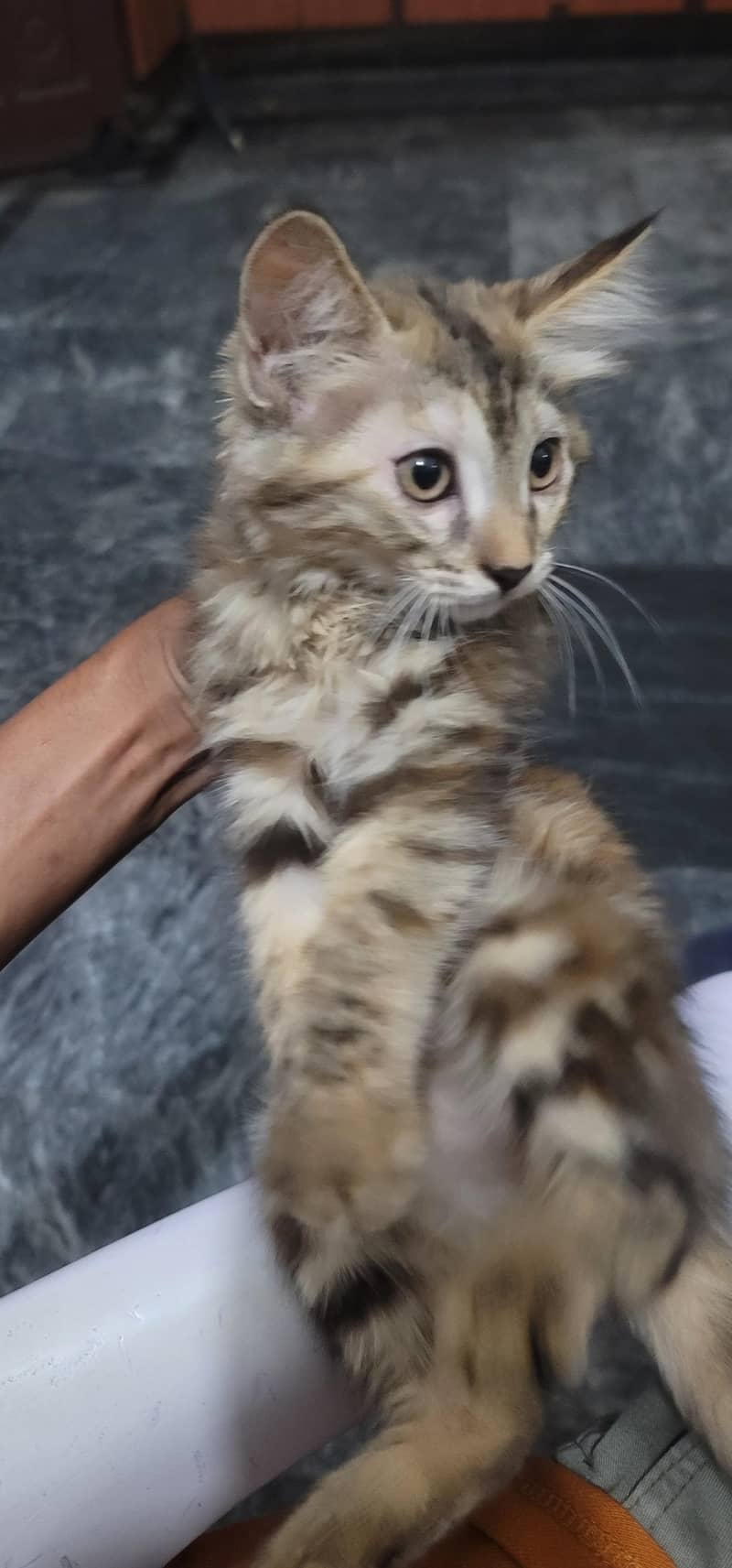 kitten 2