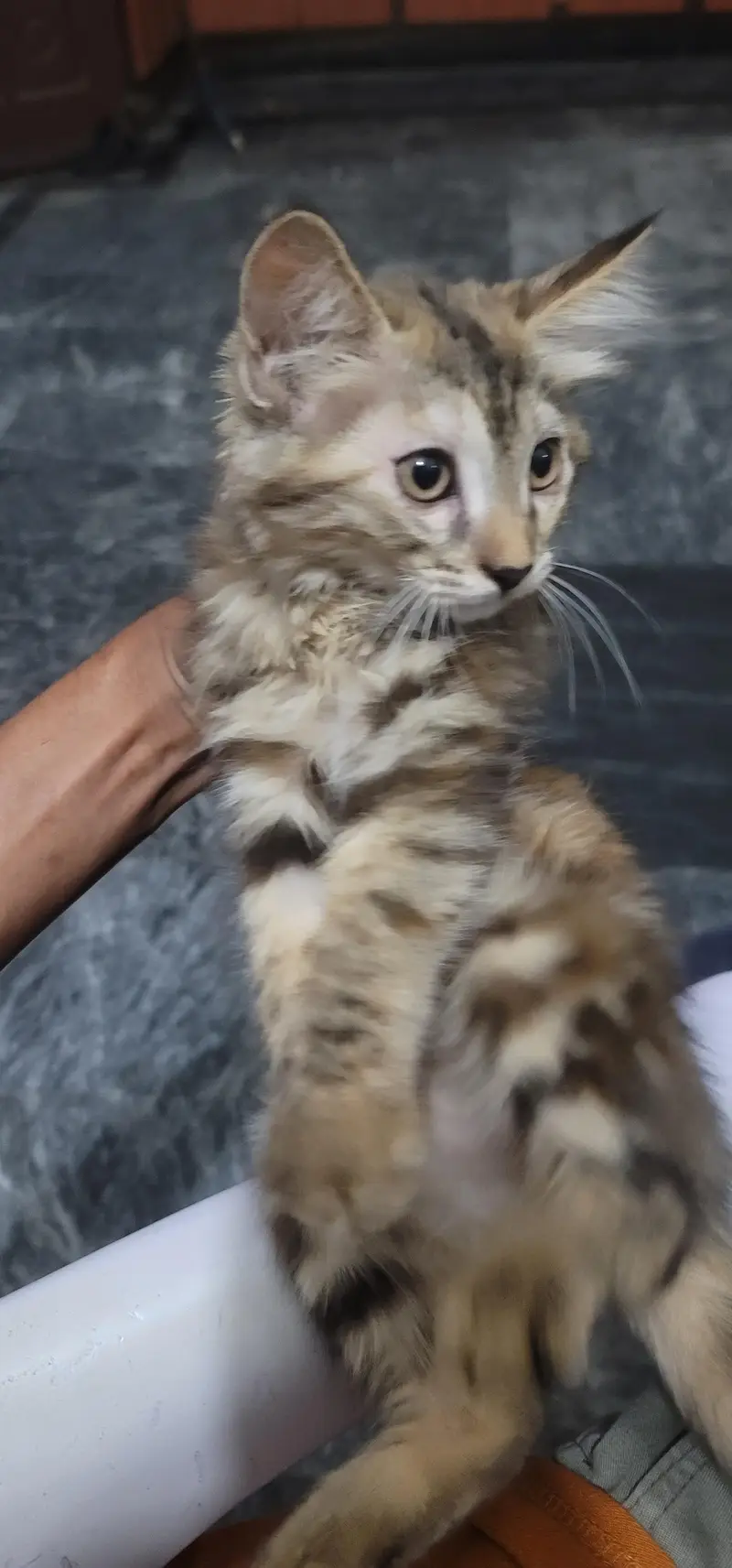 kitten — photo 3