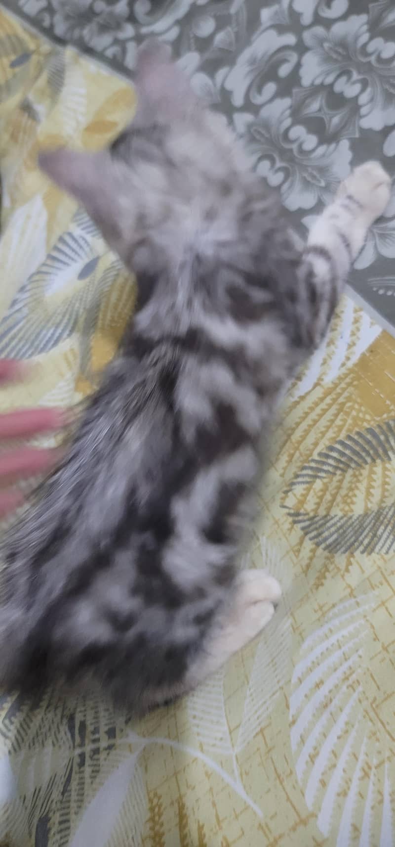 kitten 3