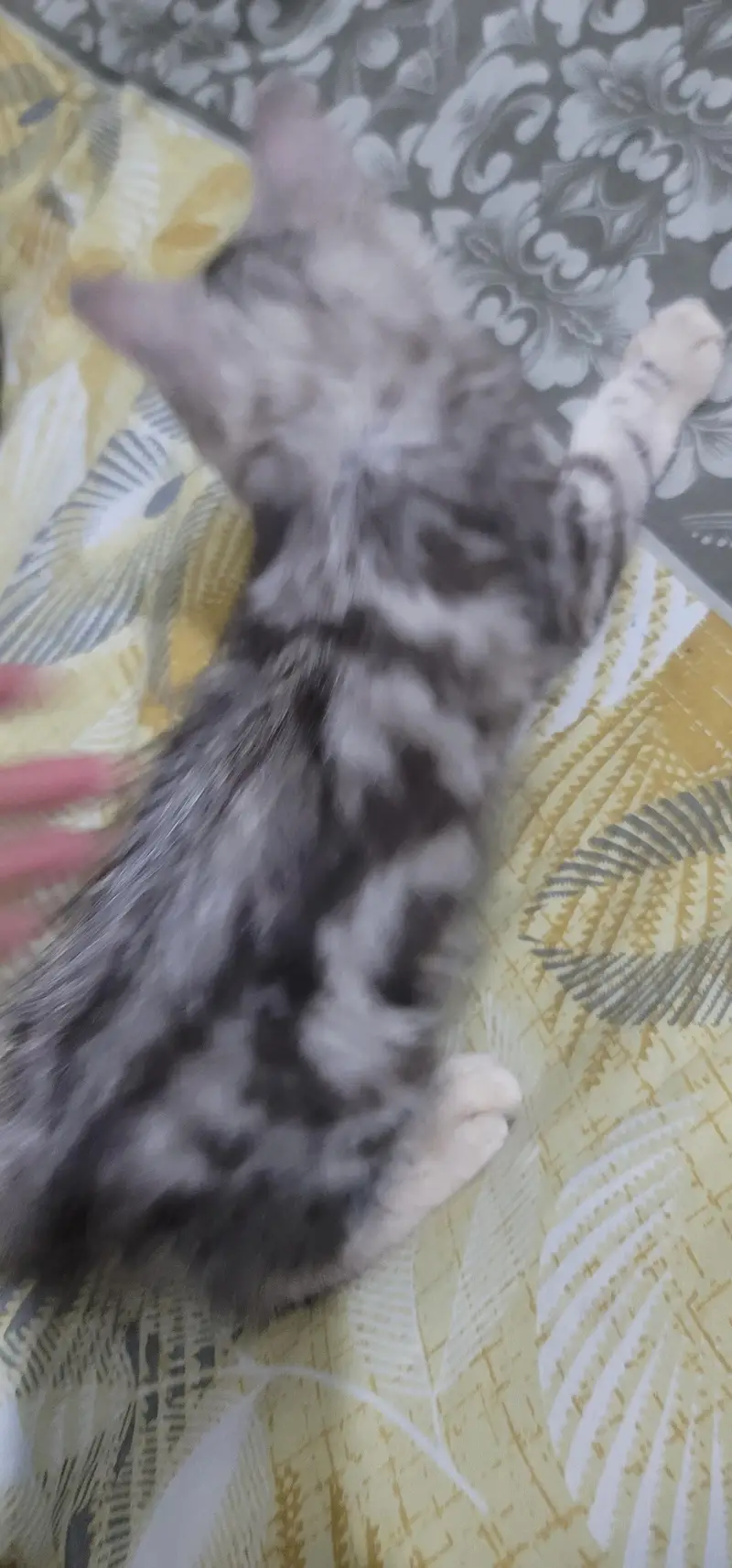 kitten — photo 4