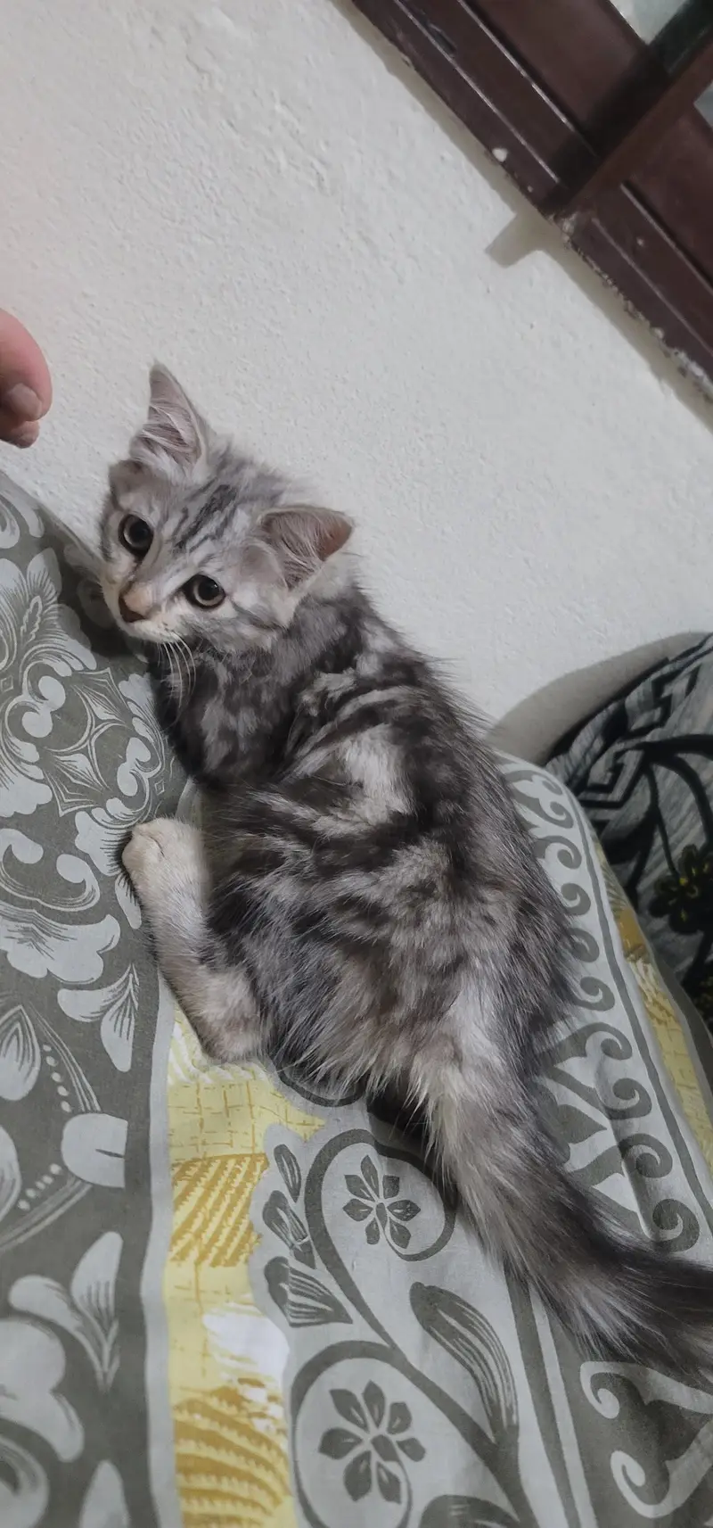 kitten — photo 5