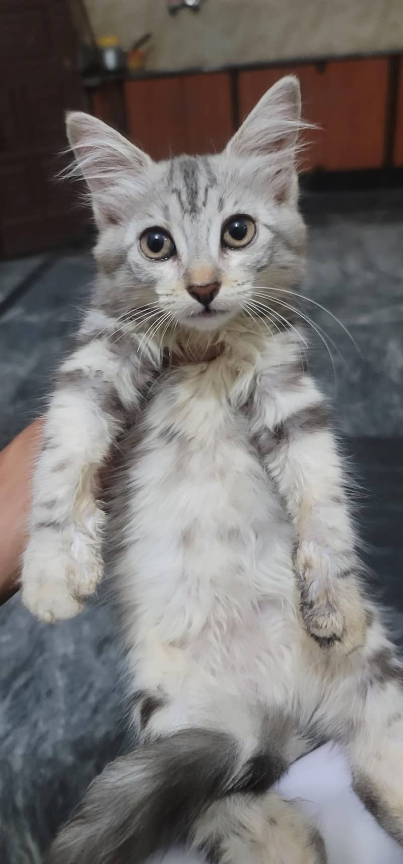 kitten 5
