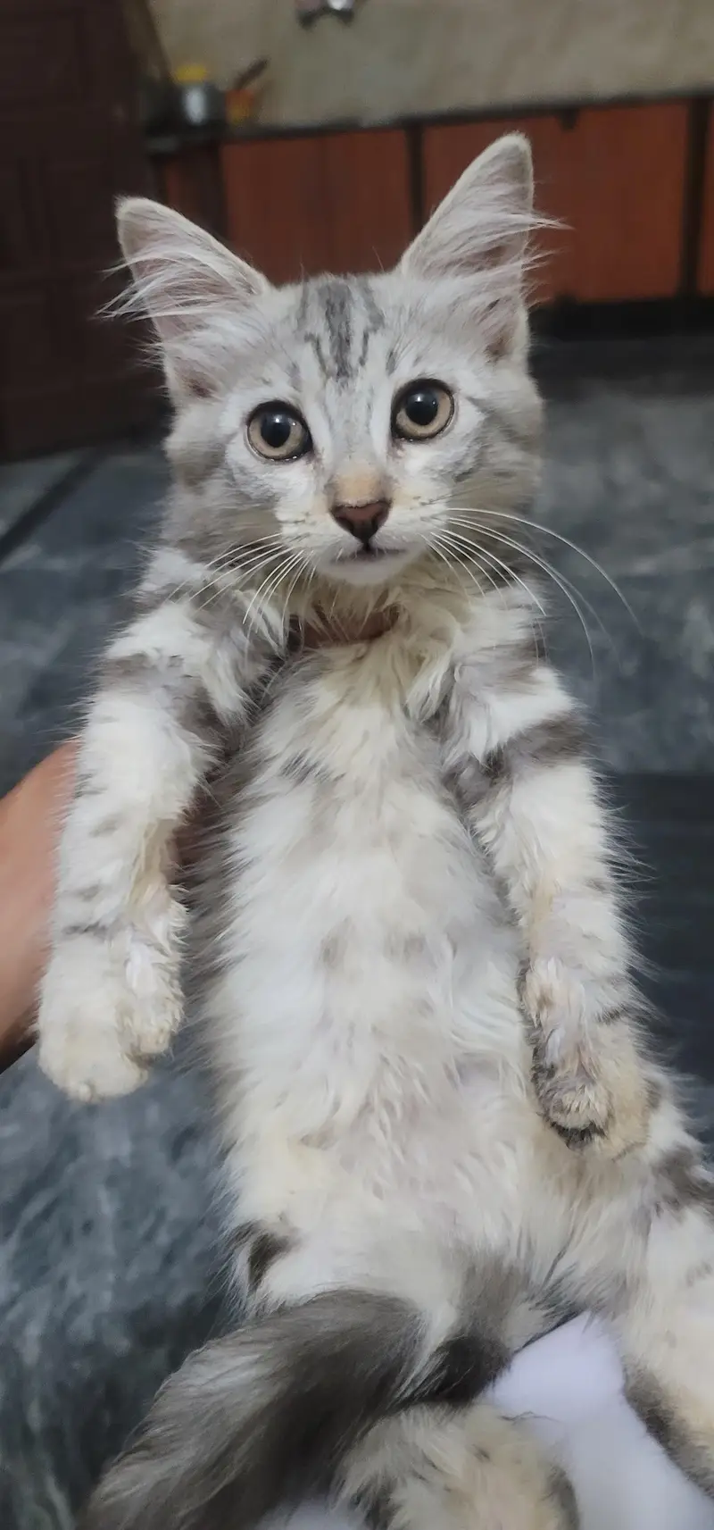 kitten — photo 6