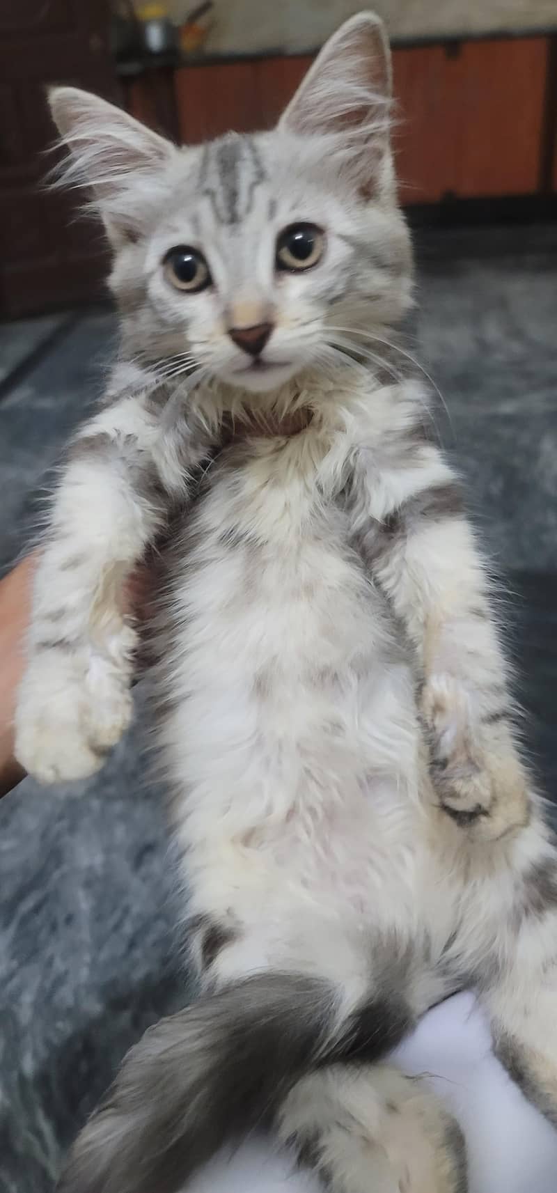 kitten 6