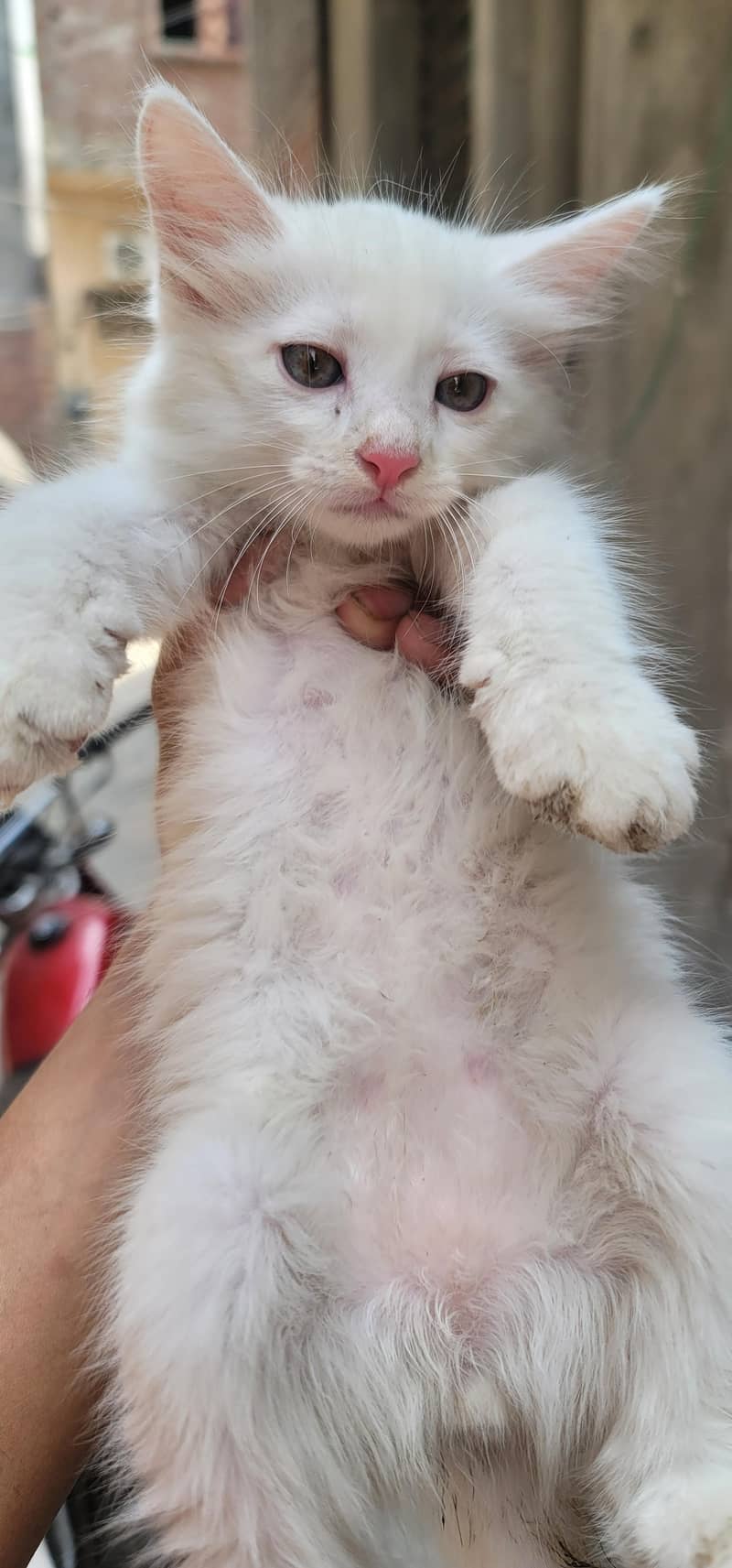 kitten 7