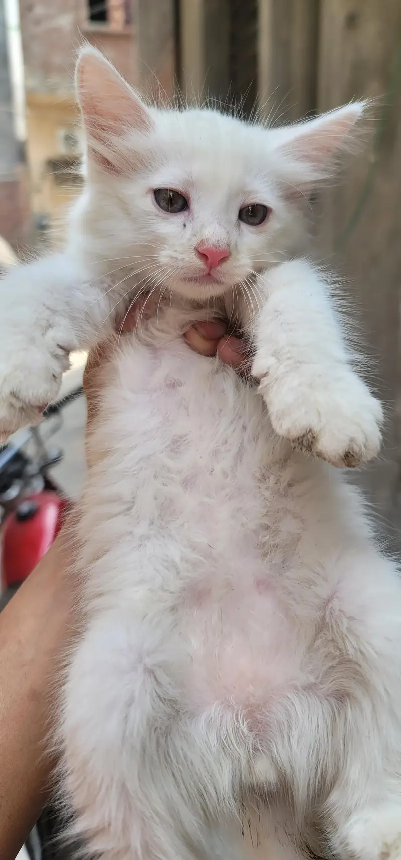 kitten — photo 8