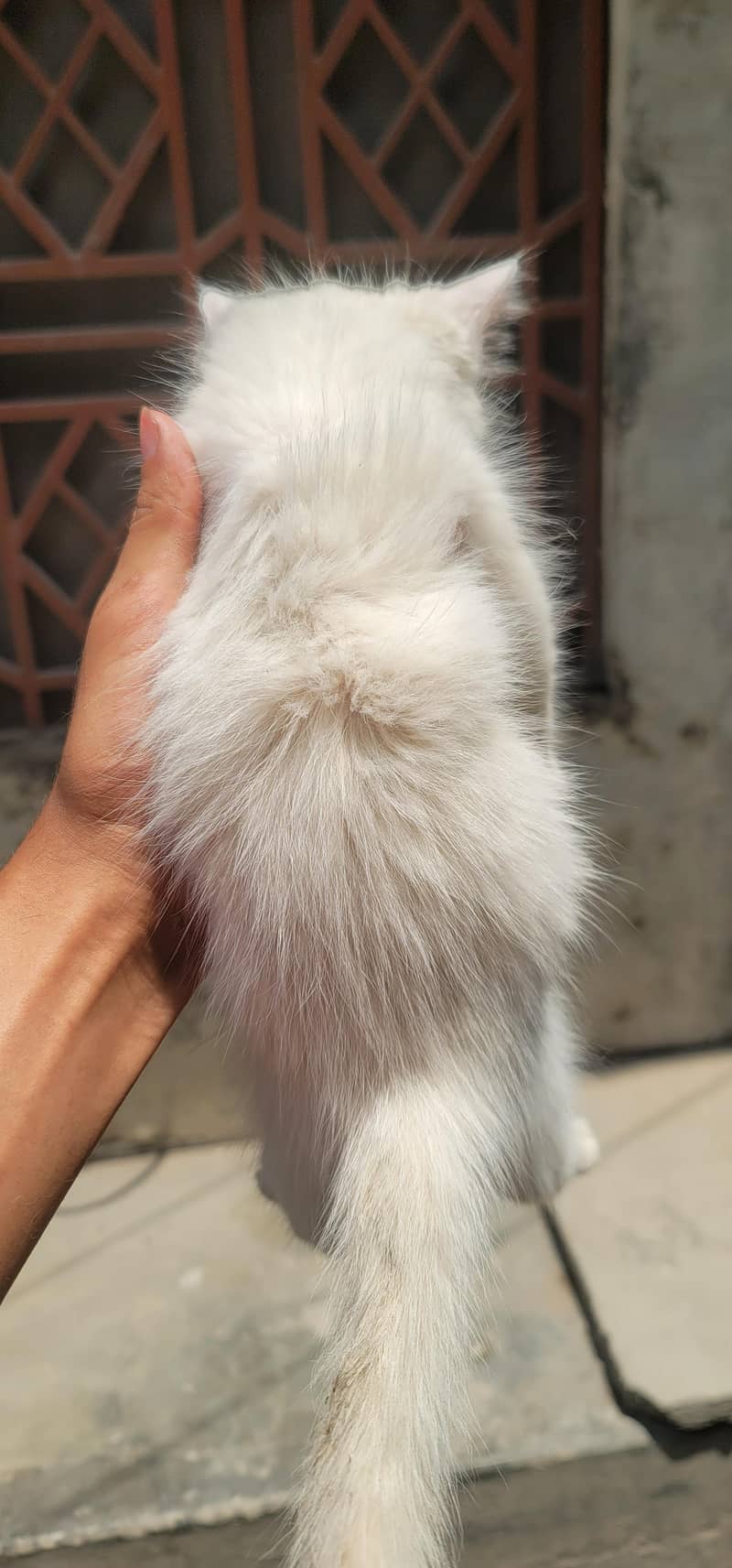 kitten 8