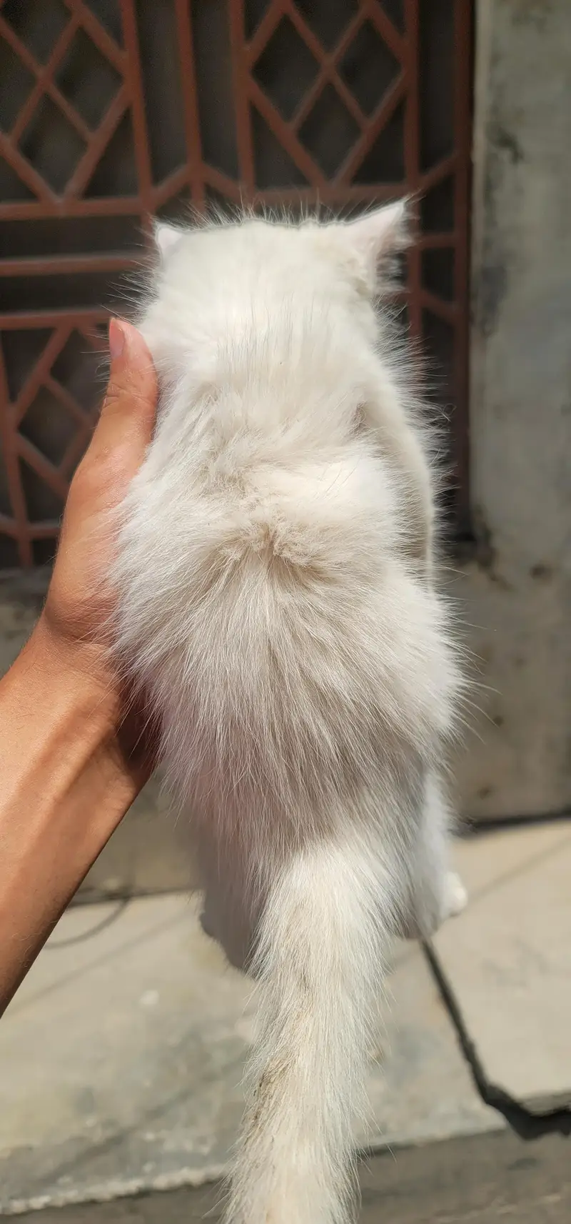 kitten — photo 9