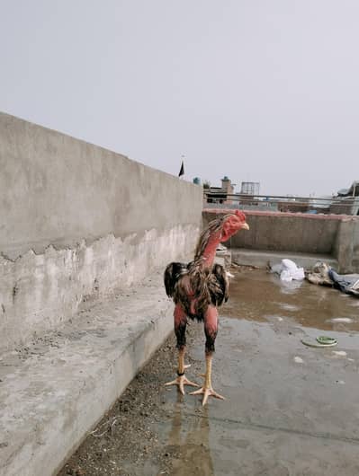 mashallah se bahut majbut hai  Pakistani murga