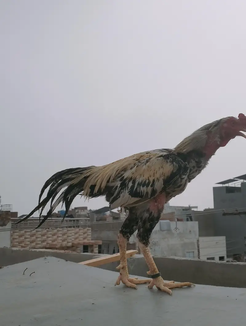 mashallah se bahut majbut hai  Pakistani murga — photo 2