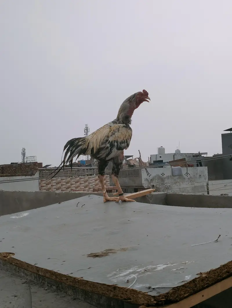 mashallah se bahut majbut hai  Pakistani murga — photo 3