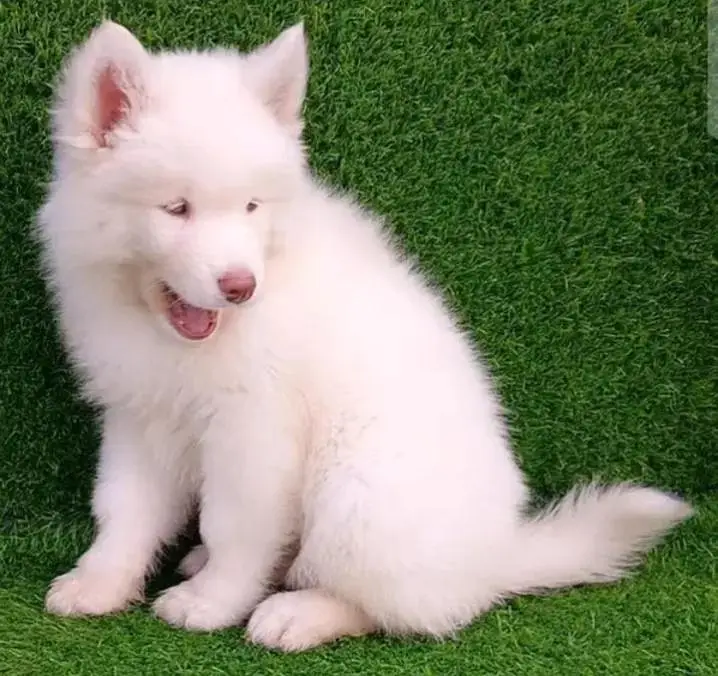 Siberian husky puppy my WhatsApp number 03287234711 — photo 2