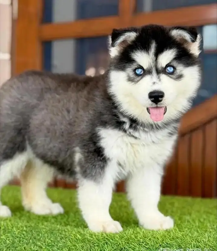 Siberian husky puppy my WhatsApp number 03287234711 — photo 3