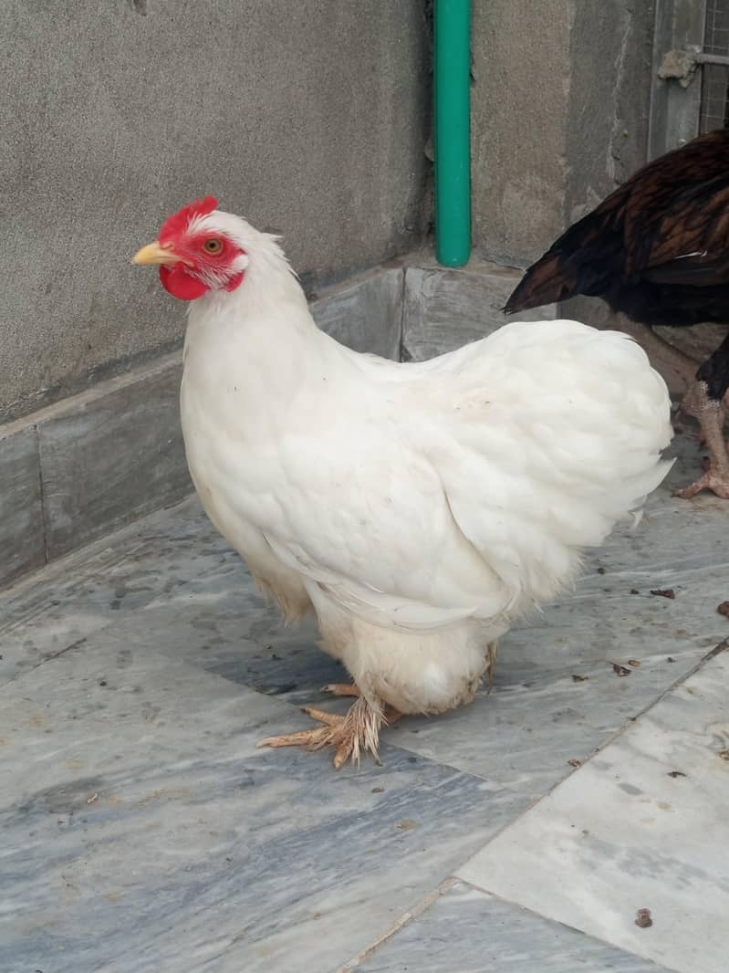 Bantam 1