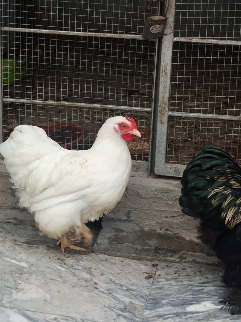 Bantam 2