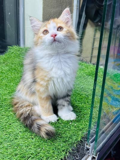 calico kitten for sale