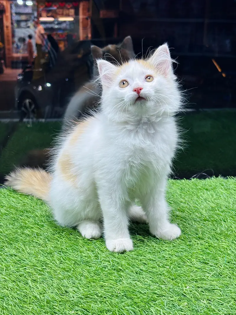 calico kitten for sale — photo 2