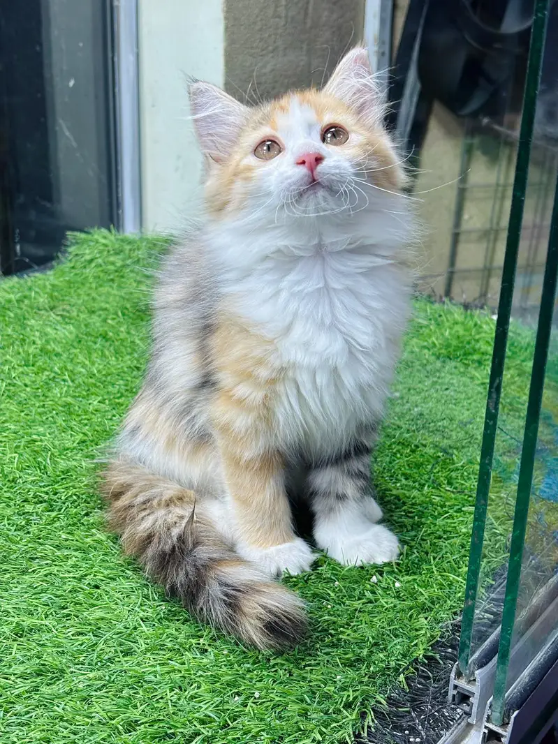 calico kitten for sale — photo 3