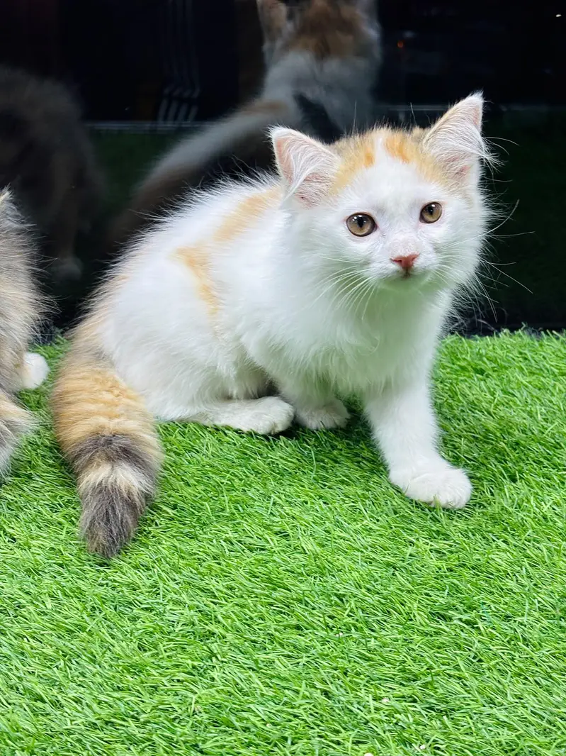 calico kitten for sale — photo 4