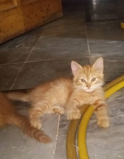 Persian kittens ( double coat) doll-  faced