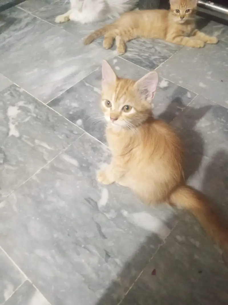 Persian kittens ( double coat) doll-  faced — photo 2