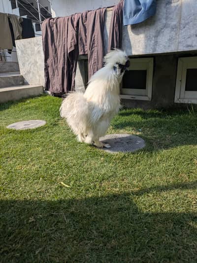 Silkie Breader Male