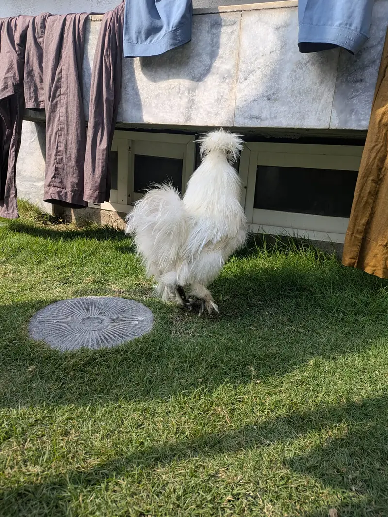 Silkie Breader Male — photo 2