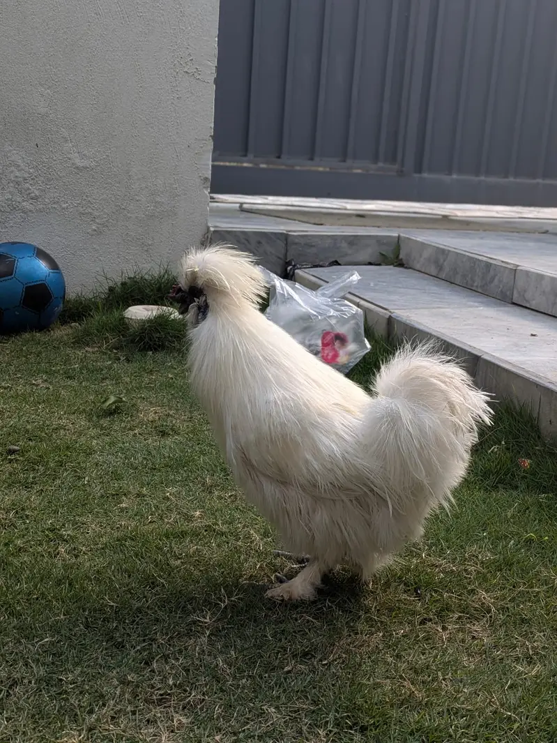 Silkie Breader Male — photo 3