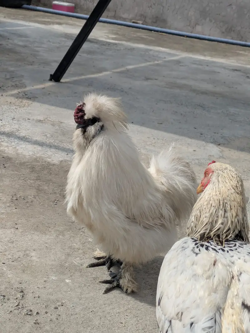 Silkie Breader Male — photo 5