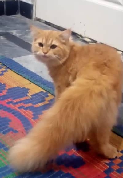 female cat