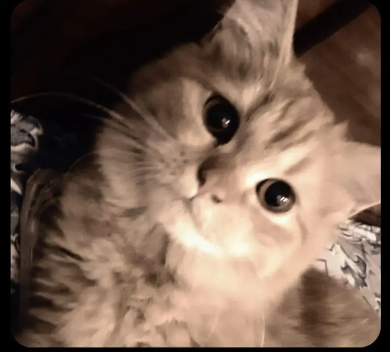 female cat — photo 4