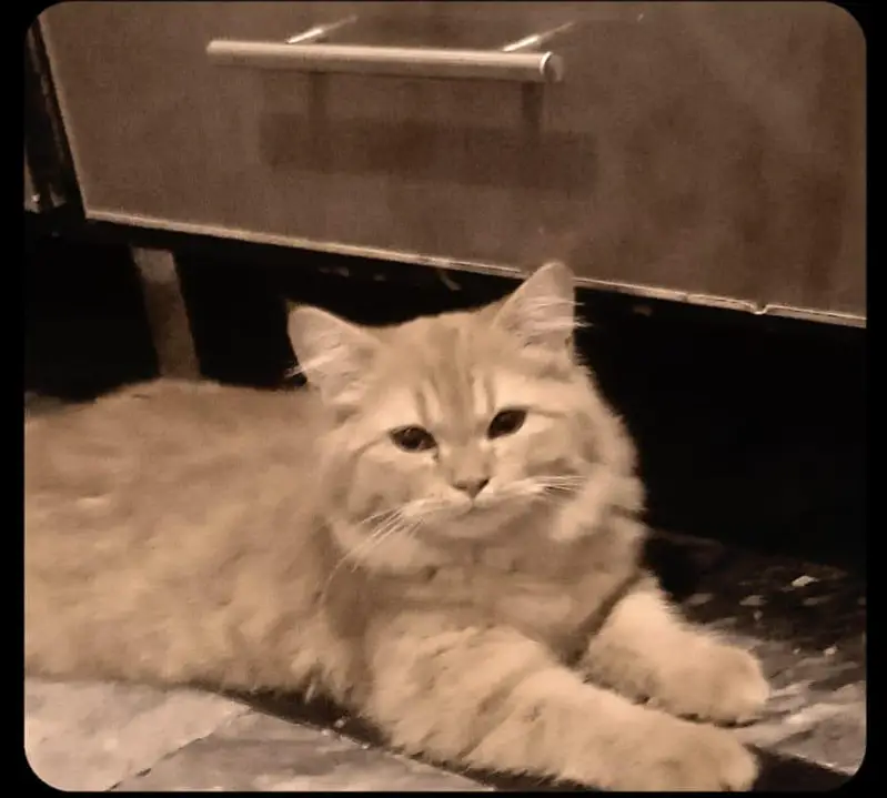 female cat — photo 6